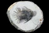 New Trilobite Species (Affinities to Quadrops) #96822-2